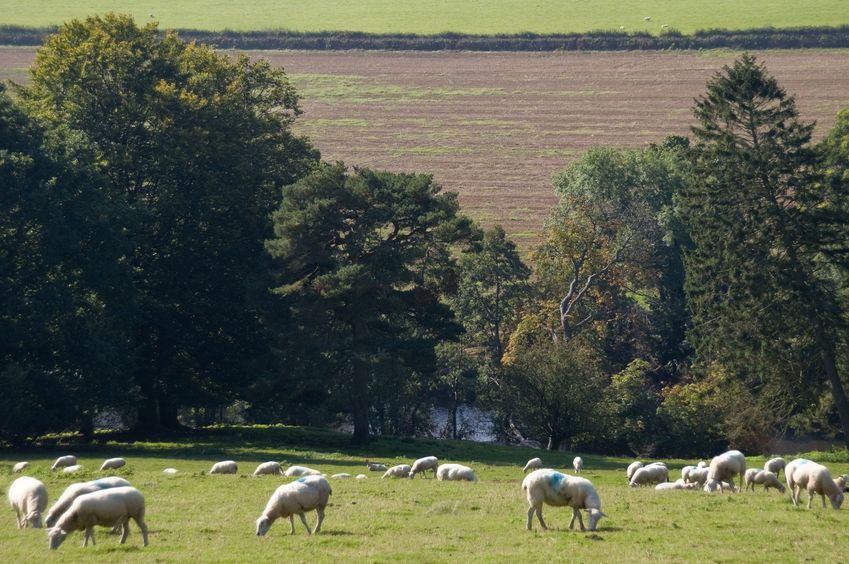 The recent steel tariff decision has prompted call for more food and farming protection