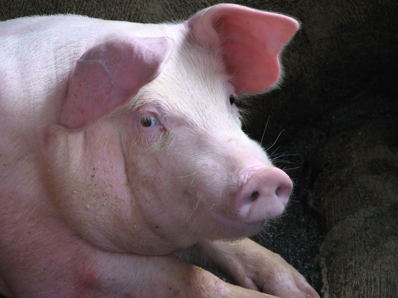 The National Pig Association (NPA) warned that the 2027 deadline for a cage ban was an 'impossible task'