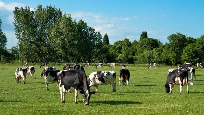 The survey found that 68% of Scottish farmer respondents thought cows should graze for part of the year