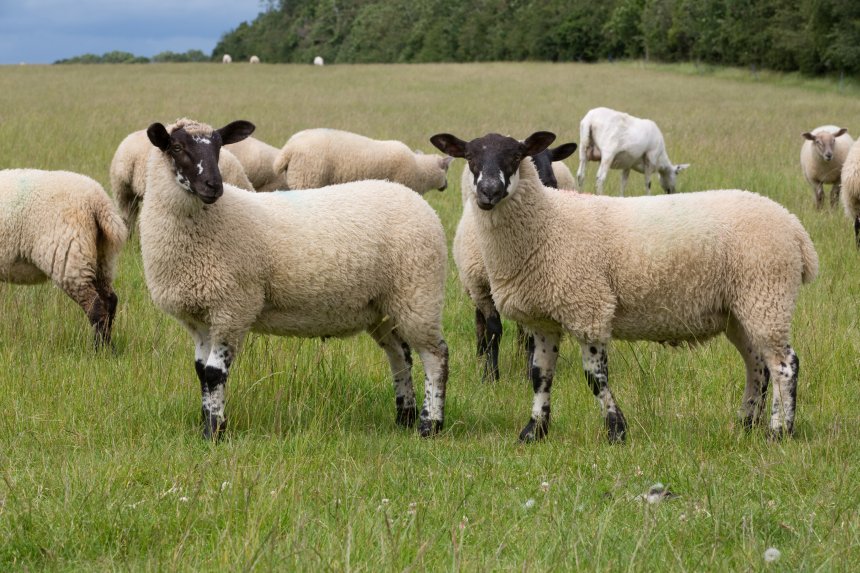 Sheep Farmers Urged To Use Newer Group Of Wormers - Farminguk News