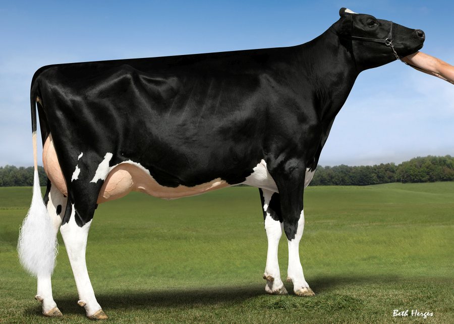 Genosource Captain, the number one young, genomic Holstein ranked on £PLI - photo is of his dam