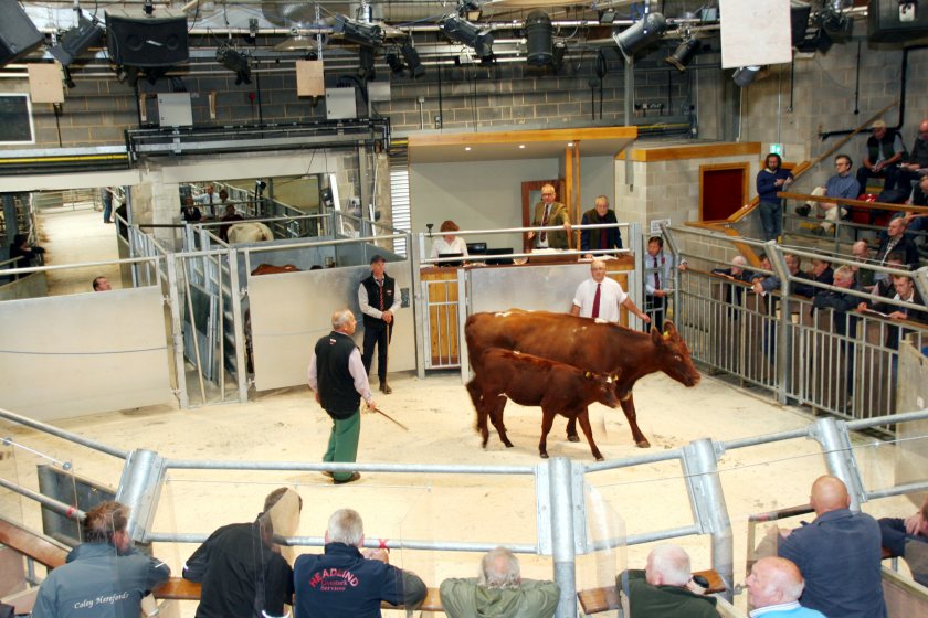 The Upsall herd of pedigree Beef Shorthorn cattle was established over 110 years ago