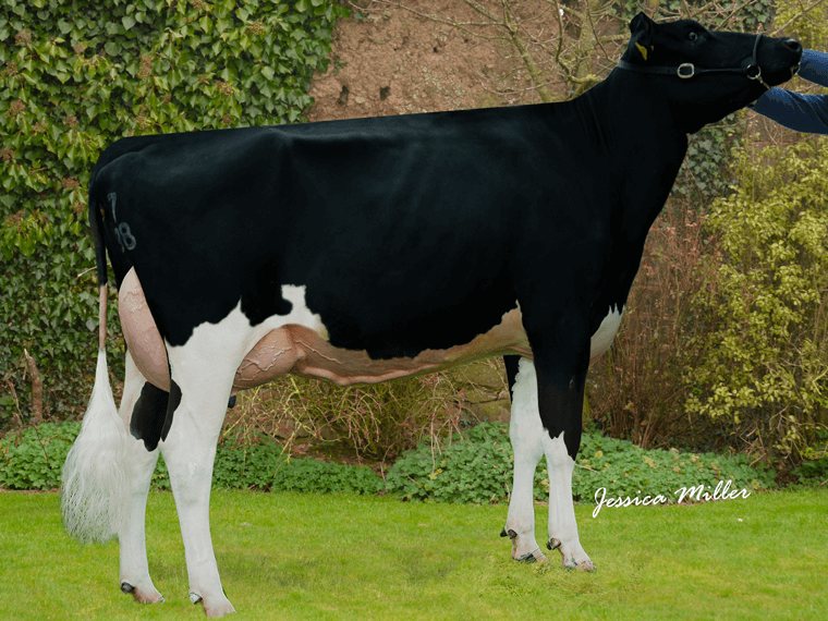 Stowey Magician, the new number one bull ranked on Autumn Calving Index (£ACI) - photo is of his dam