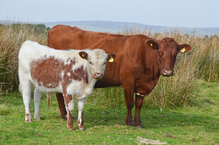 The Ulster Farmers' Union says the new fund will provide a 'major boost to farmers across Northern Ireland'