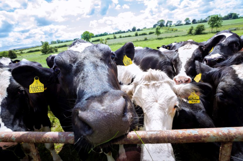 2020-2021 was the fourth year in a row that profits remained stable above £100 per cow, the report says