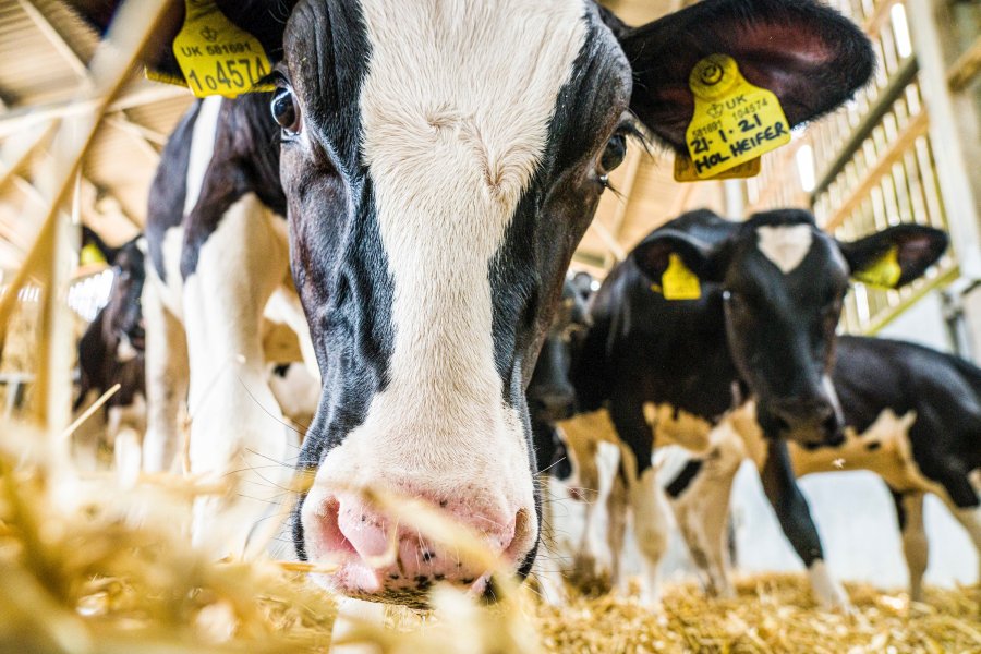 Well-Calf integrates farm data with an early-warning health detection system for calves to detect diseases