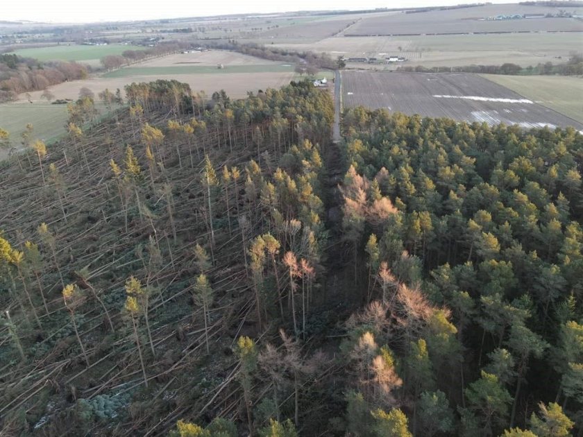 Scottish Forestry is working with Confor to assess the impact that Storm Arwen has had