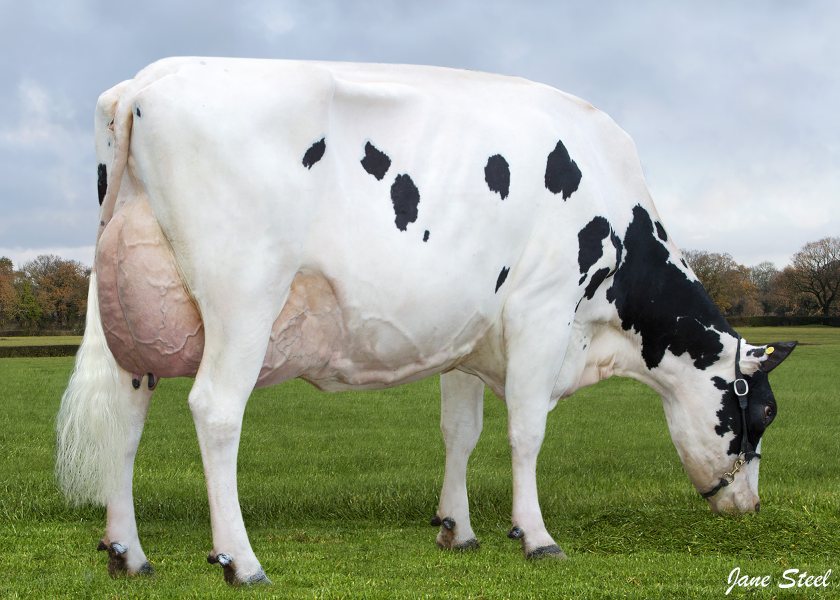 Auctioneer H&H says the Clywedog pedigree Holstein herd is 'one of the UK’s best kept secrets'