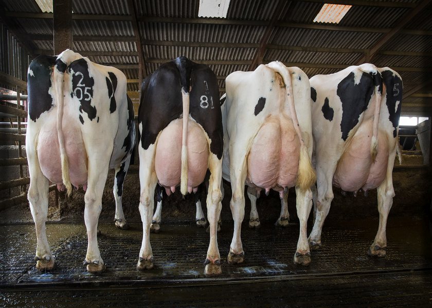 Day one of the sale will comprise 320 milking animals and 180 heifer calves up to six months of age