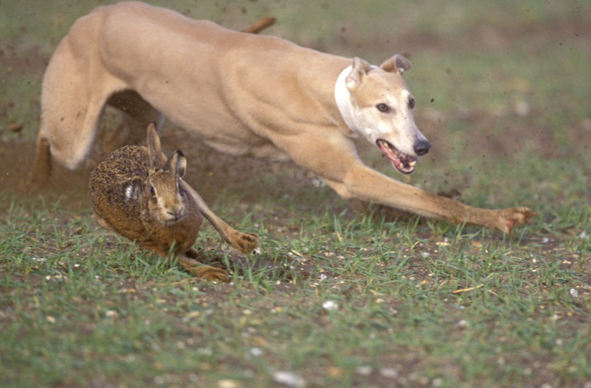 The crime involves using dogs to illegally pursue and destroy wild hares, often taking place on farmland