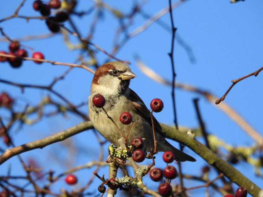 The annual farmland bird count gives a vital national snapshot of the health of the UK's birdlife