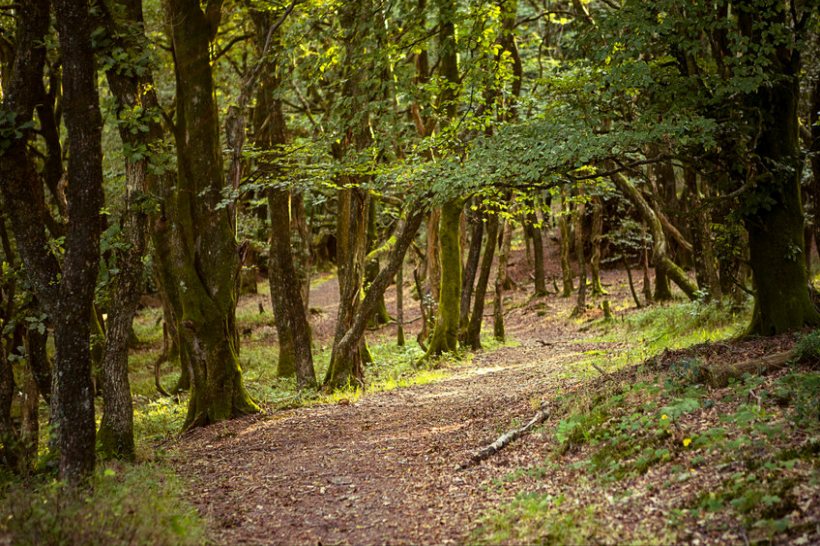 The government has bought up farmland as part of plans to plant trees in memory of those who have died of Covid