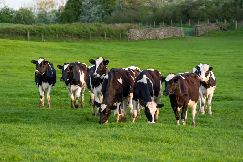 Private investment plays an important role in reducing greenhouse gas emissions from dairy farms, research says