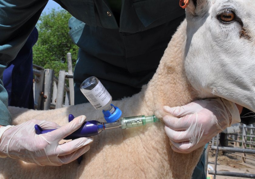 The scheme allows sheep farmers to ask their vet to blood test their flock for toxoplasmosis and enzootic abortion