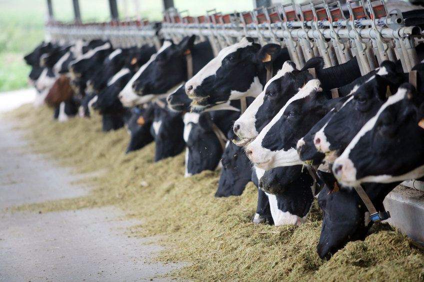 Red Tractor assures over 11,000 dairy farms across the UK, which are required to meet robust standards