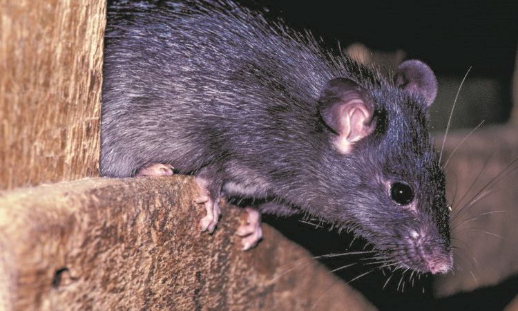 Farmers are being called upon to help create a more accurate national picture of rodenticide resistance