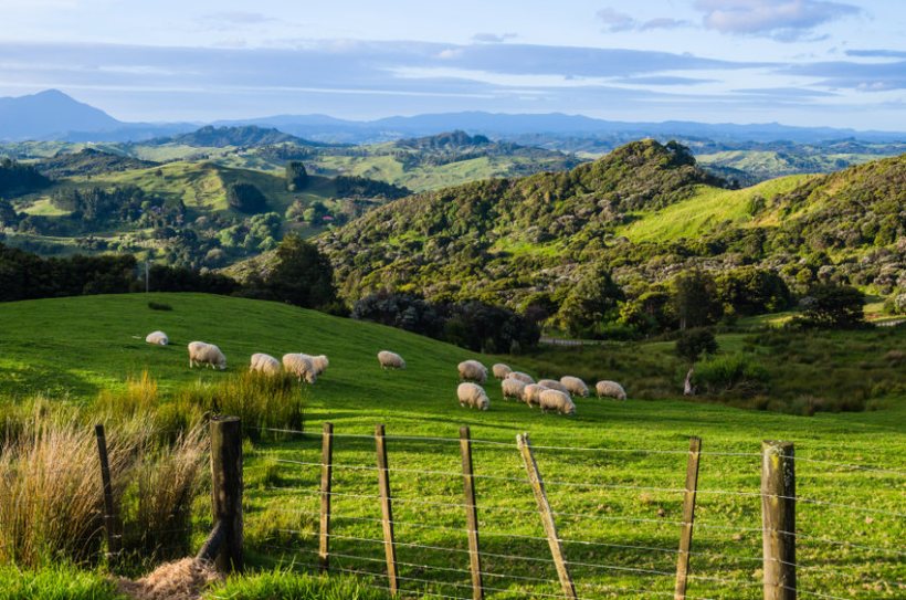 The NSA warns that the New Zealand trade deal does not go far enough in protecting UK sheep farmers