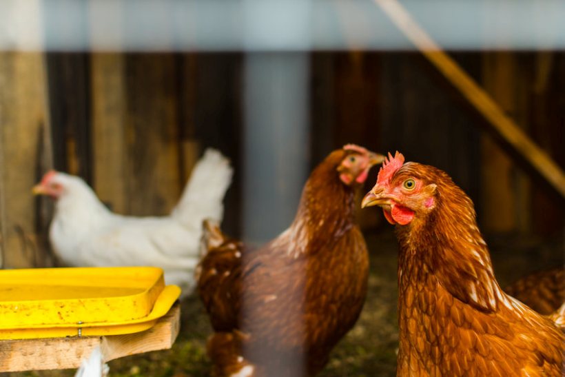 A backyard flock of mixed poultry near Collieston, Aberdeenshire, has tested positive for avian influenza