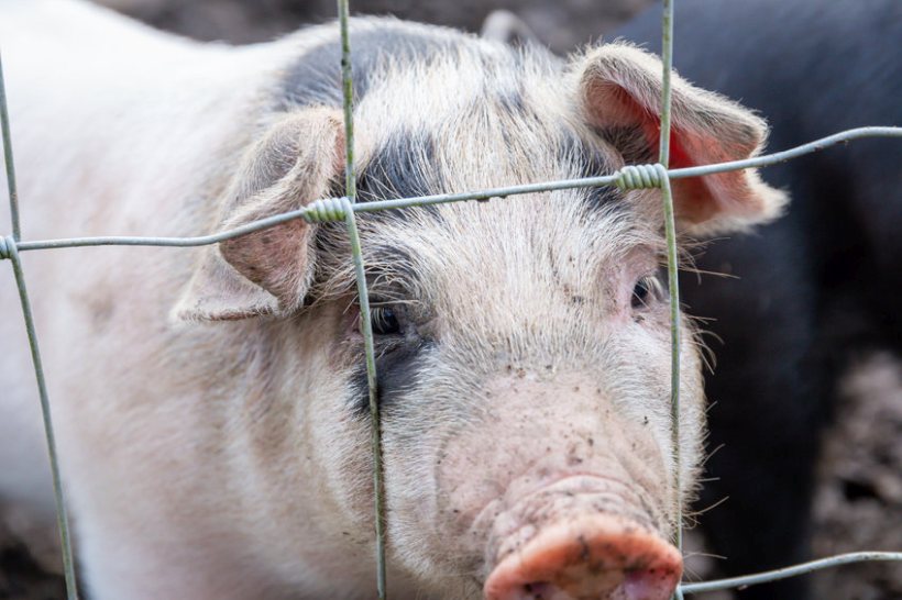 A new support scheme for pig farmers is to be rolled out to address the financial losses caused by market volatility