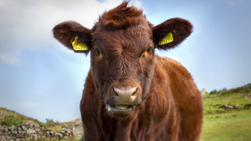 New campaign aims to help prevent cattle lead poisoning - FarmingUK News