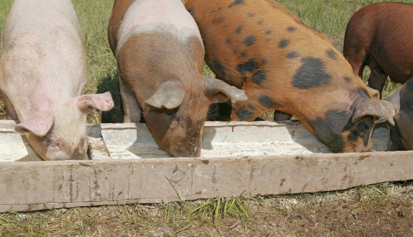 The NPA is urging UK pig firms to consider whether they would be able to provide support to Ukraine