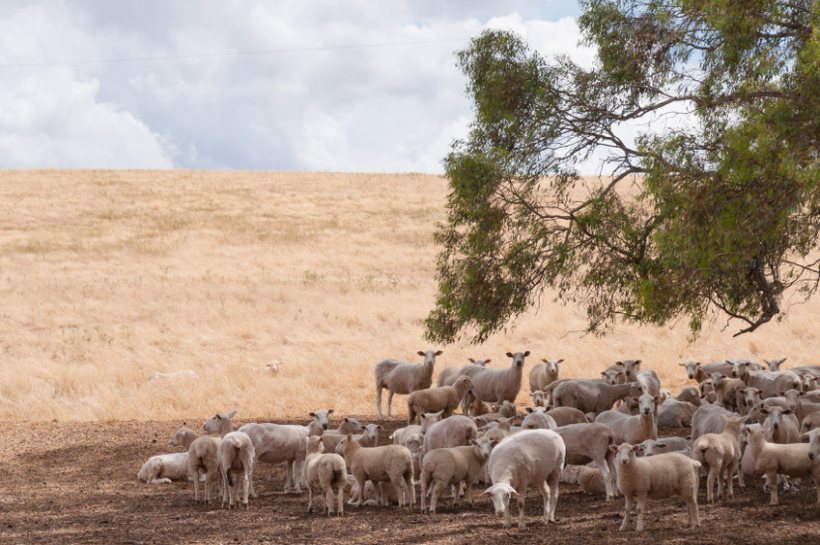 Concerns were raised over the Australia free trade deal and its impacts on the British farming industry