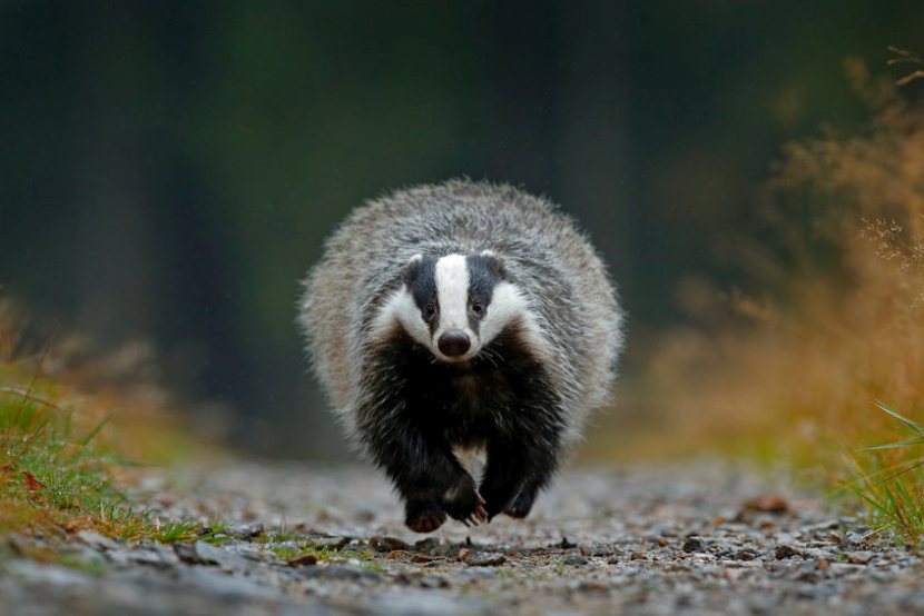 The limited badger cull would be based on the experiences seen in other parts of the UK and in Ireland