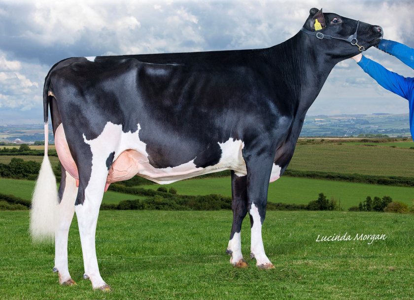 Westcoast Yamaska - number one Autumn Calving Indx bull. Photo of UK-bred daughter, Willsbro Yamaska Amber