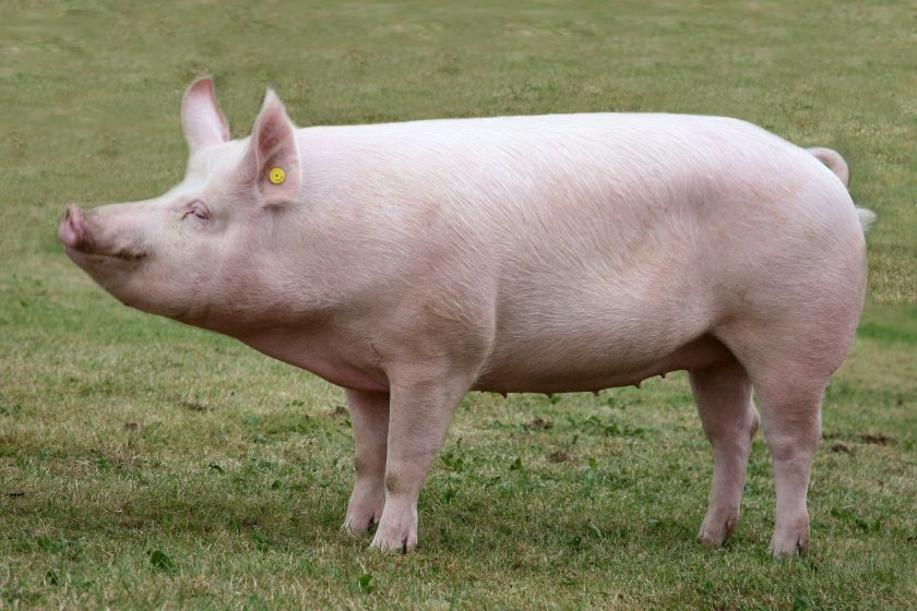 Large White pigs, also called ‘The Yorkshire Breed’, used to be hugely popular and were exported all over the world