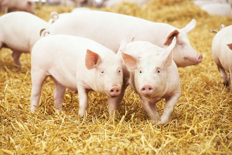 The consignment was drawn together by the UK pig sector after receiving an appeal for support from Ukraine