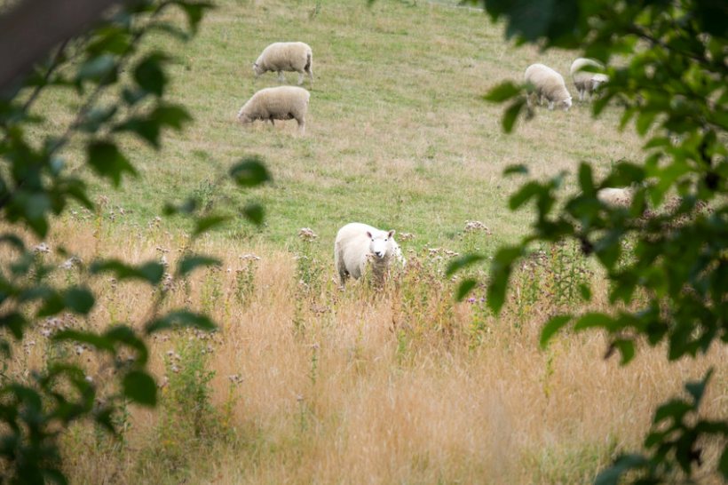 The new law also includes provision to fine the owners of dogs that attack livestock up to £40,000