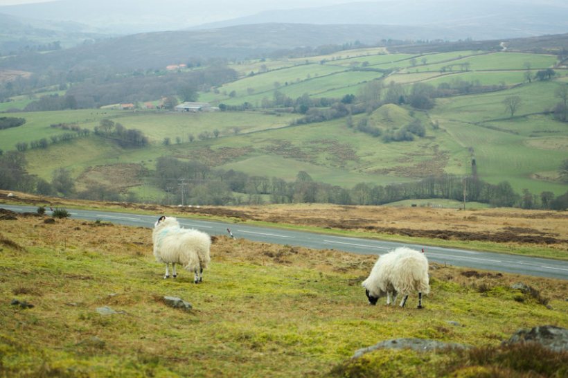 The report provides farmers with interventions to boost animal health and welfare that will in turn cut methane emissions