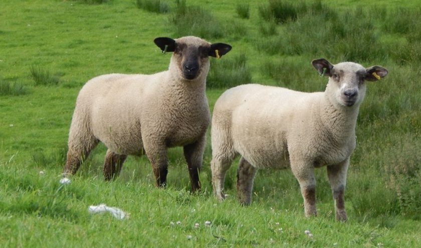 Top breeding boosts profit and productivity in commercial lambs ...