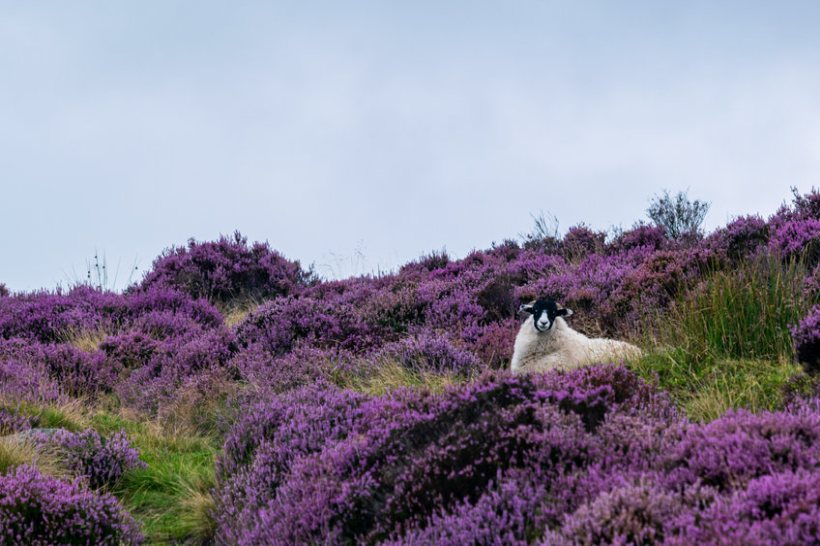 Sheep farming is closely integrated with grouse management and flocks of sheep are also an important element of tick management