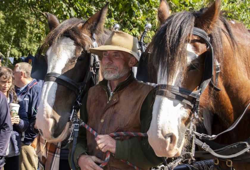 Last year, Gloucestershire farmer Jamie Alcock drove his two Shire horses from his farm all the way to Elgin, in Scotland