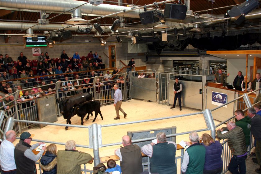 The stars of the sale with a 28,000gns price tag were a herd favourite, Shadwell Lady Heather P738