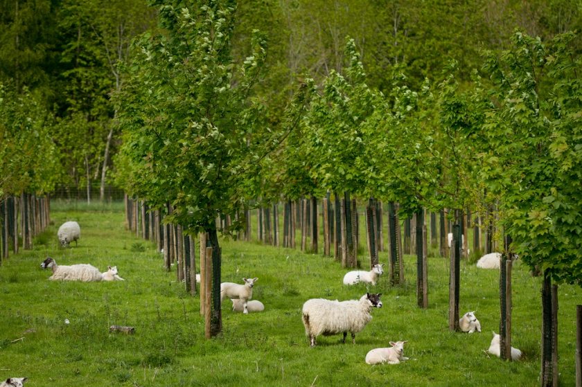 Agroforestry and farm woodland can deliver 342,000 hectares of new woodland by 2050, according to the Soil Association