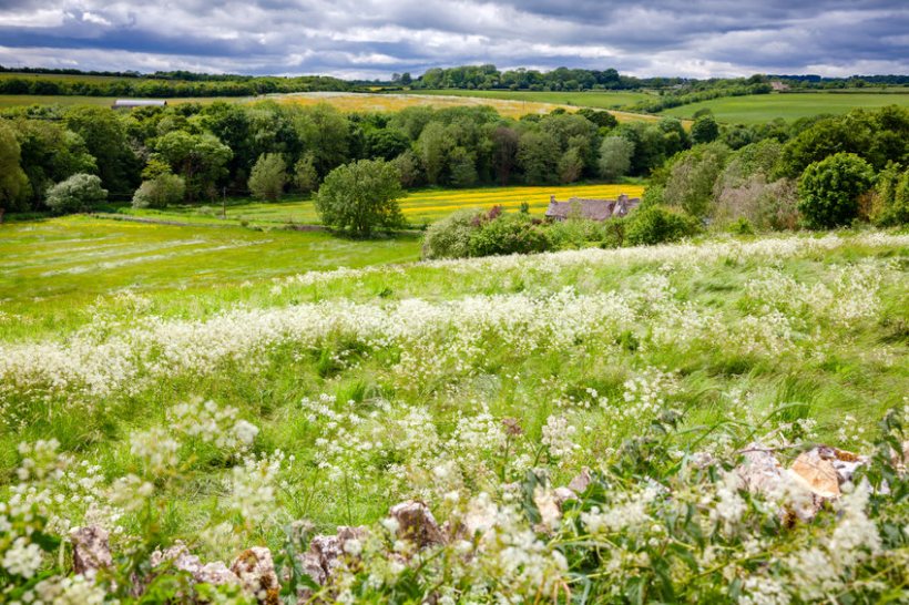 What Does Biodiversity Net Gain Mean