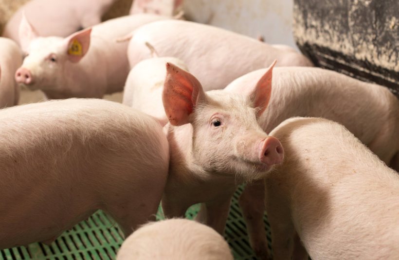 Farm leaders have told the government to implement import checks or risk the introduction of African swine fever to the UK