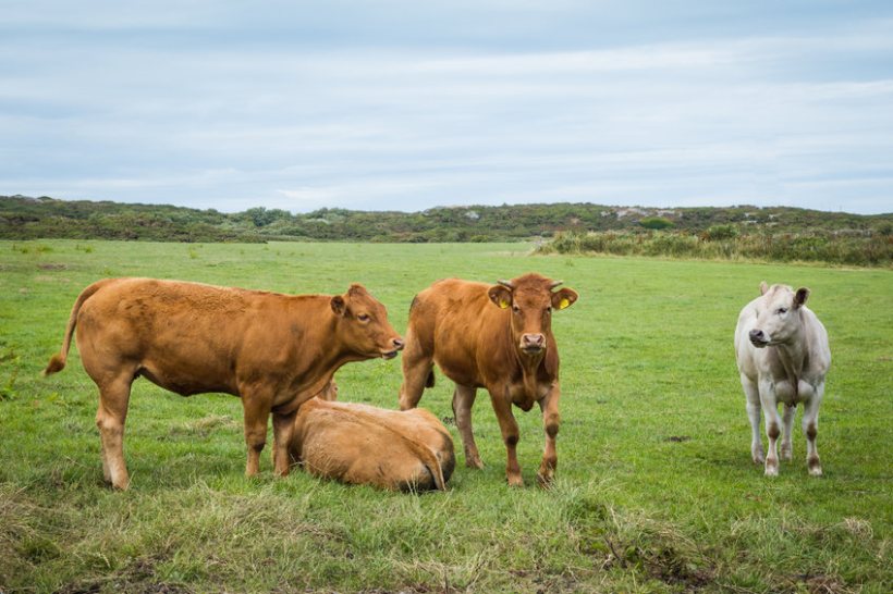 A new scheme designed to help livestock farmers increase their slurry storage capacity to maximise on their farm's resources will soon launch