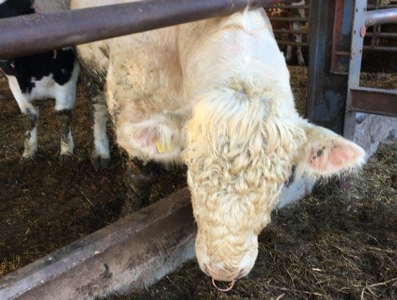 The farmer admitted to several charges of moving a bull onto his farm without having the bull TB tested (Photo: Staffordshire County Council)
