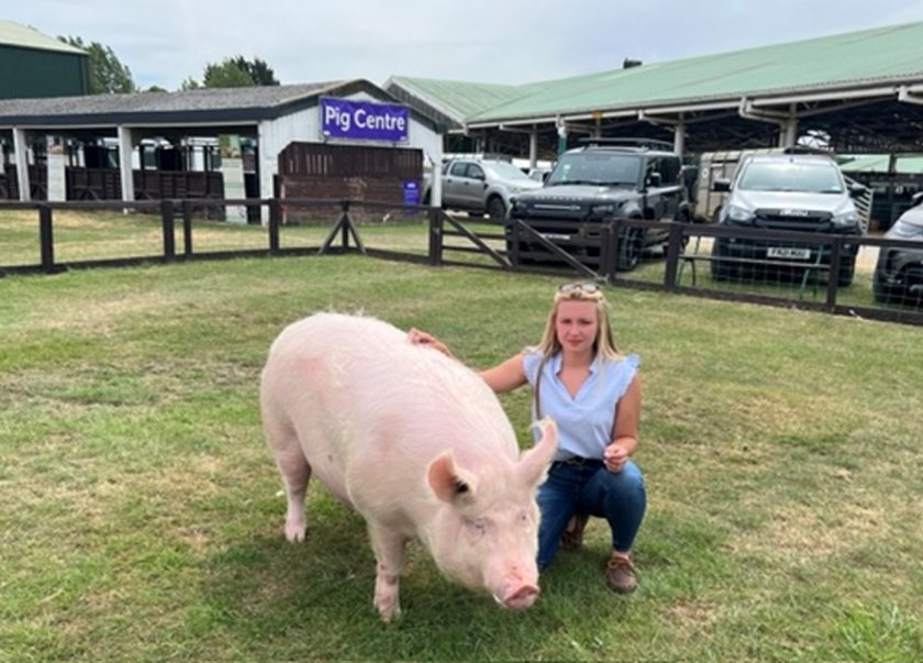 The Large White Pig has had a significant influence in the commercial pig industry and the development of the hybrid pig