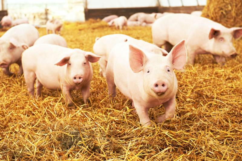 The new status will be of concern to the pig sector as it demonstrates how vulnerable the UK is