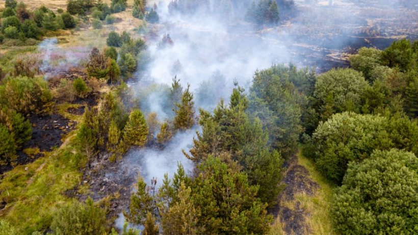 On 10 July, twenty firefighters spent several hours tackling two wildfires in an Essex woodland