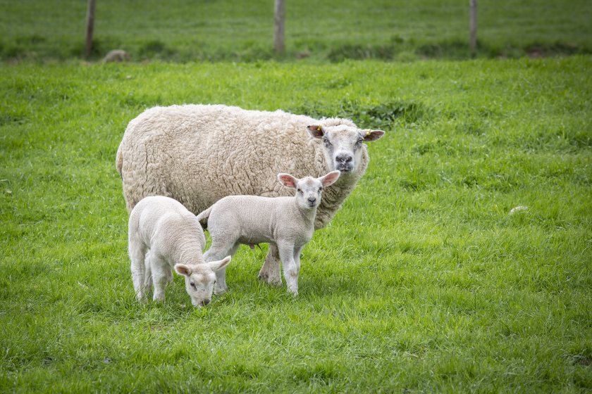 Enzootic abortion is estimated to cost the UK sheep industry up to £20m annually, however vaccination uptake is low