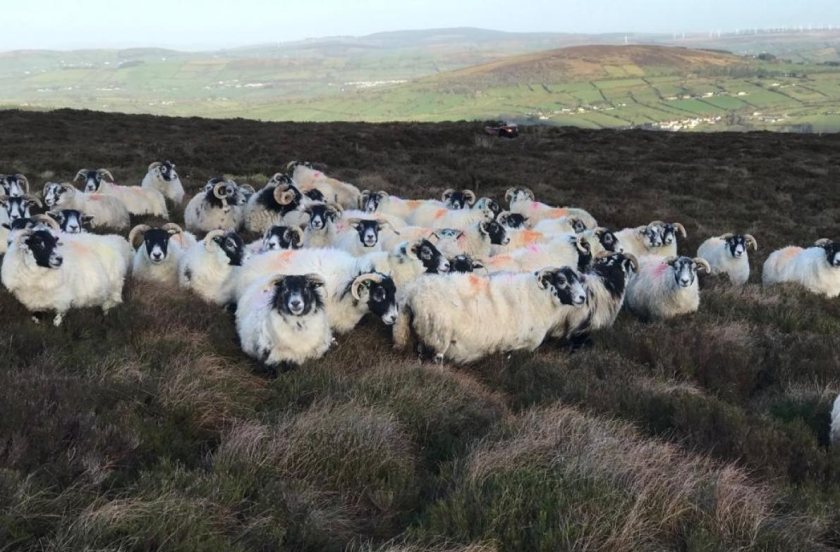 Scottish sheep farms are using blood testing and fluke egg detection to target treatments and reduce resistance (Photo: DAERA)