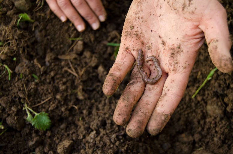 Middens, built by earthworms to plug their vertical burrows, are more common in areas where conservation farm practices are used (Photo: SRUC)