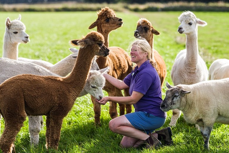 Last year’s winner, Louise Nicoll from Newton Farm Holidays in Angus, with her alpacas (Photo: SRUC)