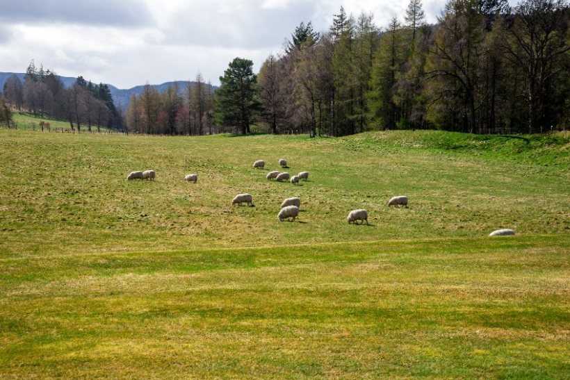 The Scottish government consultation includes proposals related to concentration of land ownership and defining ‘large-scale’ holdings