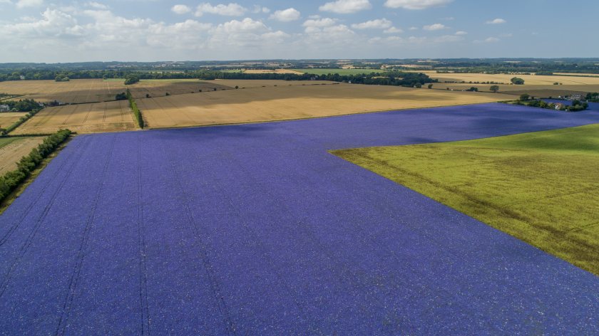 The land’s rotation has recently included echium - a purple-coloured crop used in the skincare, pharmaceutical and baby food sectors